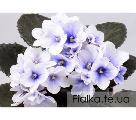 Allegro Chicory Charm 286